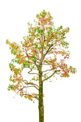 beauty fresh colorful maple leaf tree isolated on white background