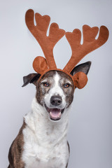 Portrait of podenco dog with reindeer antlers looking towards cameras on white background. Christmas concept...