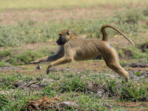 An adult yellow baboon (Papio cynocephalus) leaping in South Luangwa National Park, Zambia