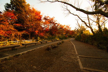 Obraz premium 高尾山 もみじ台の紅葉