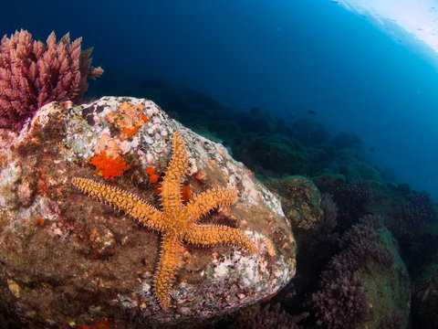 Mediterranean Sea star (Marthasterias glacialis)