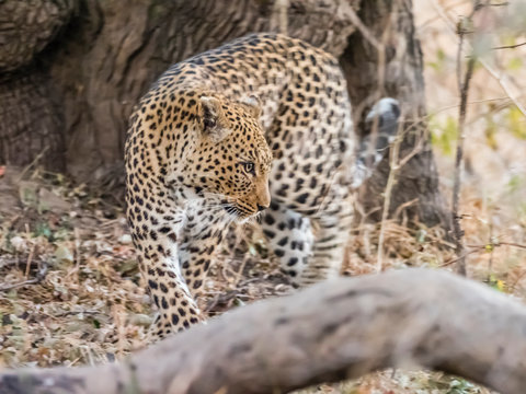 An adult female leopard (Panthera pardus), South Luangwa National Park, Zambia