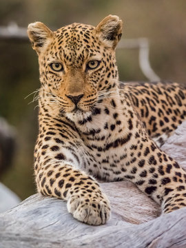 An adult female leopard (Panthera pardus), South Luangwa National Park, Zambia