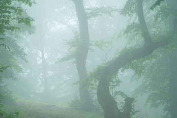 A foggy day in Hoia Baciu Forest, the most famous haunted forest in the world