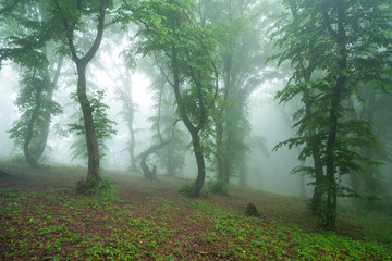 A foggy day in Hoia Baciu Forest, the most famous haunted forest in the world