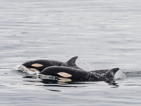 Two Young Killer Whales (Orcinus Orca), Surfacing Near St. Paul Island, Pribilof Islands, Alaska