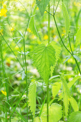 wild nettle