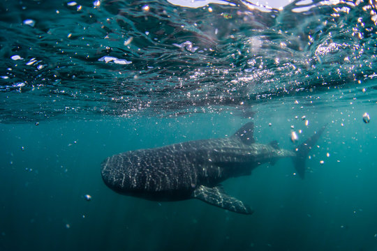Juvenile whale shark (Rhincodon typus), underwater near Los Islotes, Baja California Sur, Mexico
