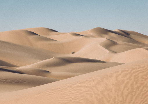 Sand dunes with a lone bush in the desert near Yuma, AZ
