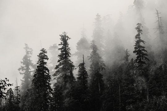 A black and white image of trees in fog, cascades, washington.