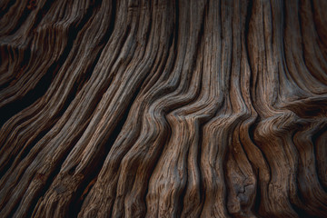 Closeup of Wood texture. Texture of the old wood wood Bark