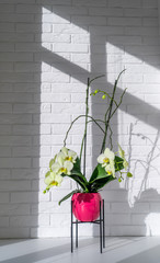 Yellow potted orchid in front of white brick wall. Morning shadows on the wall. Home interior © Tetyana