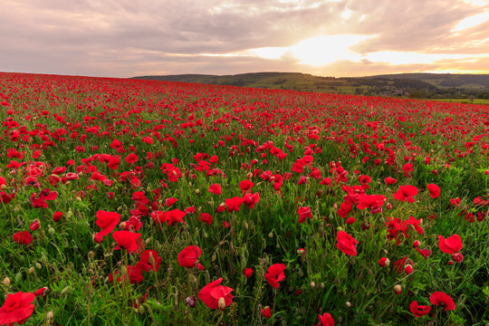 Red poppies, backlit field at sunrise, beautiful wild flowers, Peak District National Park, Baslow, Derbyshire