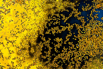 Macro shot of water oil emulsion over colored background