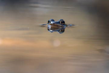 Agile frog photographed in a small pond