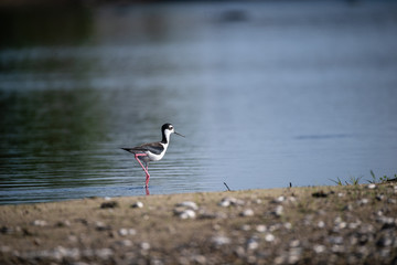 Black Necked Stilt