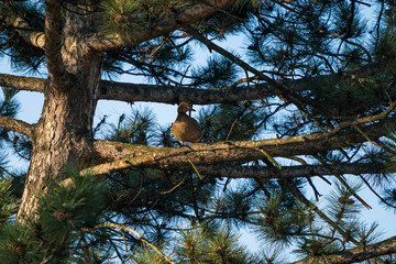 Duck on a pine tree