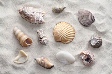 Sea shells and stone on the sand