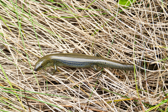 Corangamite Water Skink in the Port Campbell National Park, Australia
