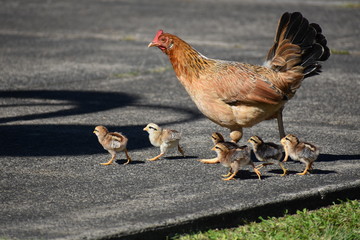 Why did the chickens cross the road?