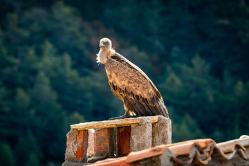 buitre en la chimenea