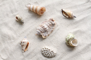 Sea shells and coral on the sand