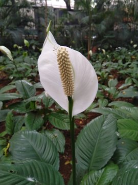 Spathiphyllum Wallisii