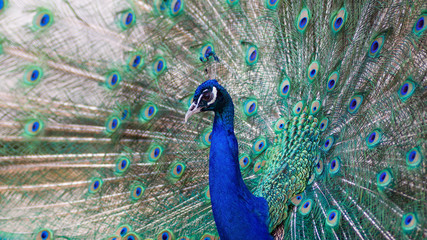 Naklejka premium Peacock with open feathers