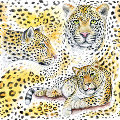 Fototapeta na wymiar Leopards seamless pattern isolated on white background. Spotted texture. Watercolor. Illustration. Template. Hand drawing. Close-up. Clip art. Animal design. Brown, orange, yellow. Hand painted.