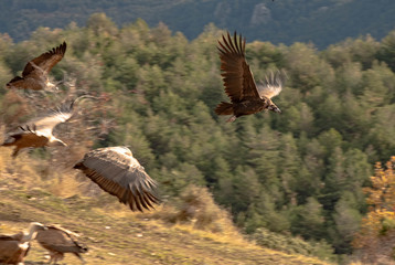 Buitres en Vuelo