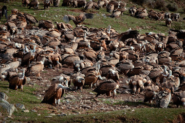 Multitud de Buitres en el suelo