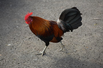 Rooster on the road