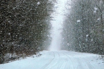 snowy raod in Lithuanian forest