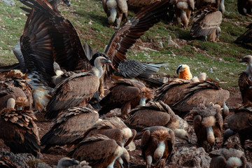 buitres carroña