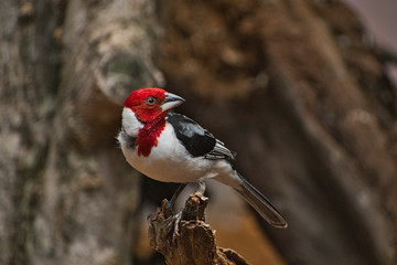 Red-cowled cardinal