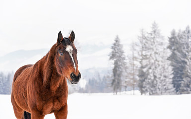Brown horse with white spot on head, walks over snow covered field in winter, blurred trees background