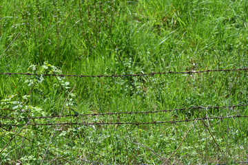 Barbed wire on a background of green grass. Barbed wire to protect the territory