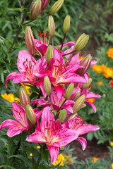 purple lilies in the garden