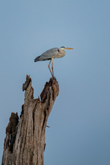 Grey Heron (Ardea cinerea), Udawalawe National Park, Sri Lanka