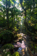 A small river at dawn in Itatiaia National Park, Rio de Janeiro, Brazil