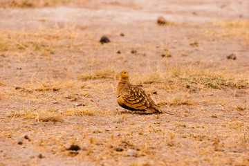Bird roaming on savannah in Kenya.