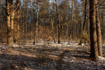 Fototapeta na wymiar Landscape with autumn forest and first snow. A clear sunny day.