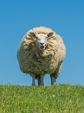 Schafherde vor dem Leuchtturm Westerheversand; Schleswig-Holstein; Deutschland