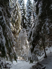 Beautiful Snow Covered Conifer Trees in sunny days, Poiana Brasov, Romania