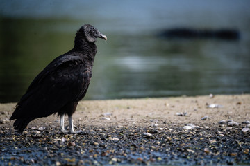 Black Vulture