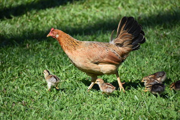 Mother hen with chicks