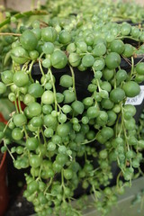 Detail of the senecio citriformis plant with round leaves.