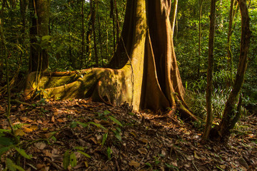 Detail of a large tree in the Mata Atlantica biome, Pedra Branca State Park, Rio de Janeiro, Brazil