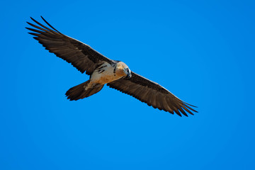 Quebrantahuesos volando