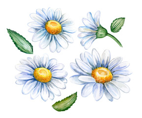 Chamomile flower, top view. A flower of a chamomile with leaves. Chamomile bud. Template. Watercolor illustration isolated on white background.